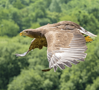 White Tailed Eagle